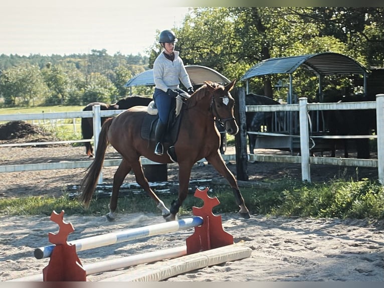 Cheval de sport allemand Jument 3 Ans 171 cm Alezan in Nassenheide