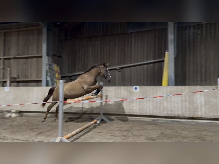 Cheval de sport allemand Jument 3 Ans 171 cm Alezan in Ostfildern