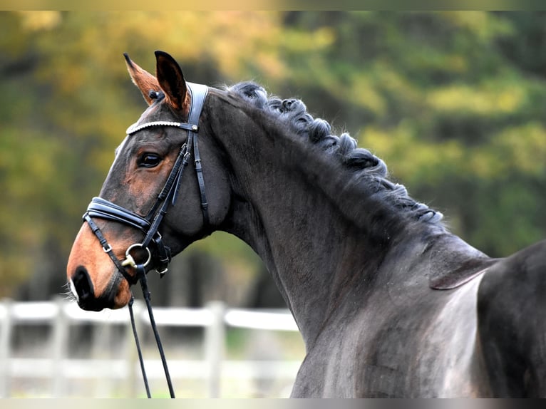 Cheval de sport allemand Jument 3 Ans 171 cm Bai in Klötze ot Neuendorf