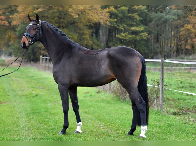 Cheval de sport allemand Jument 3 Ans 171 cm Bai in Klötze ot Neuendorf