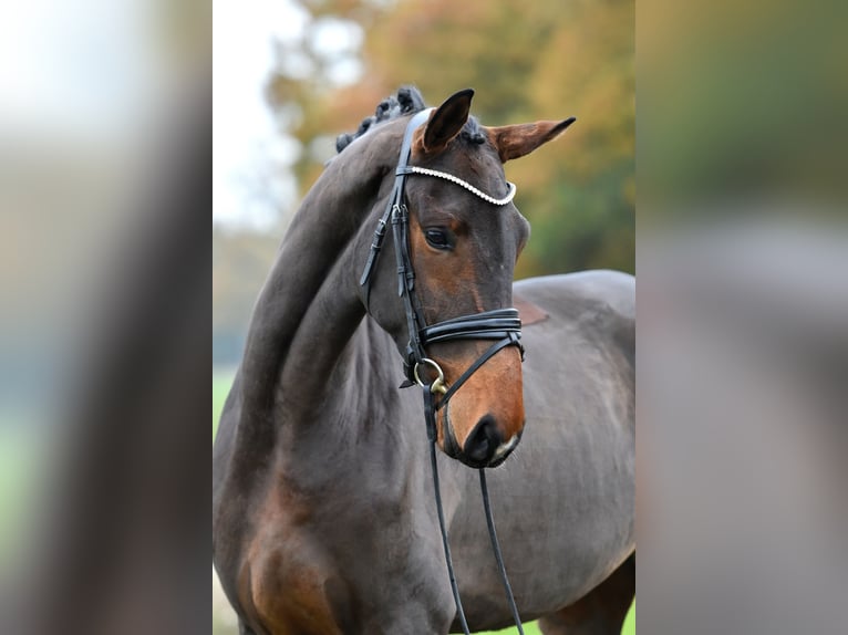 Cheval de sport allemand Jument 3 Ans 171 cm Bai in Klötze ot Neuendorf