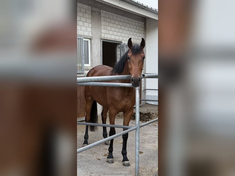 Cheval de sport allemand Jument 3 Ans 172 cm Bai in Balingen
