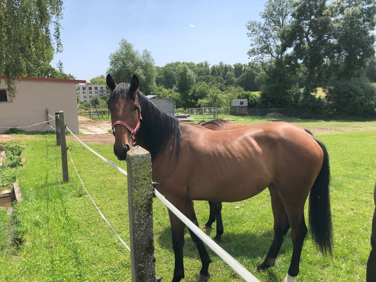 Cheval de sport allemand Jument 3 Ans 173 cm Bai in Dinkelsb&#xFC;hl