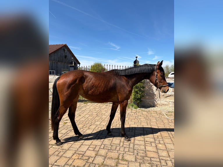 Cheval de sport allemand Jument 3 Ans 173 cm Bai in Deining