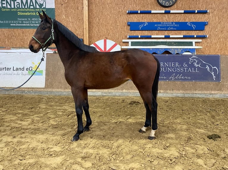 Cheval de sport allemand Jument 3 Ans 175 cm Bai in Neuenkirchen