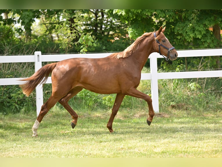 Cheval de sport allemand Jument 3 Ans Alezan brûlé in Schönwalde-Glien