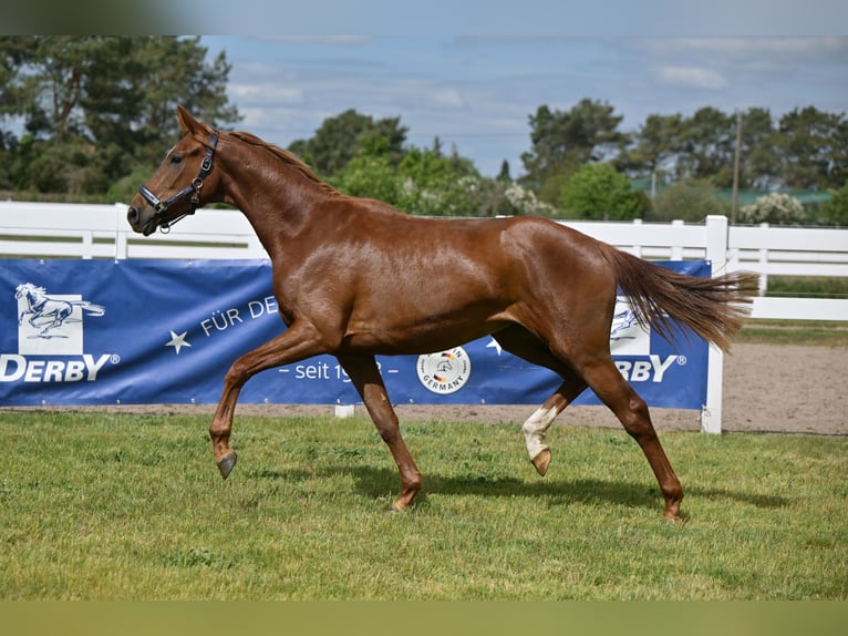 Cheval de sport allemand Jument 3 Ans Alezan brûlé in Schönwalde-Glien