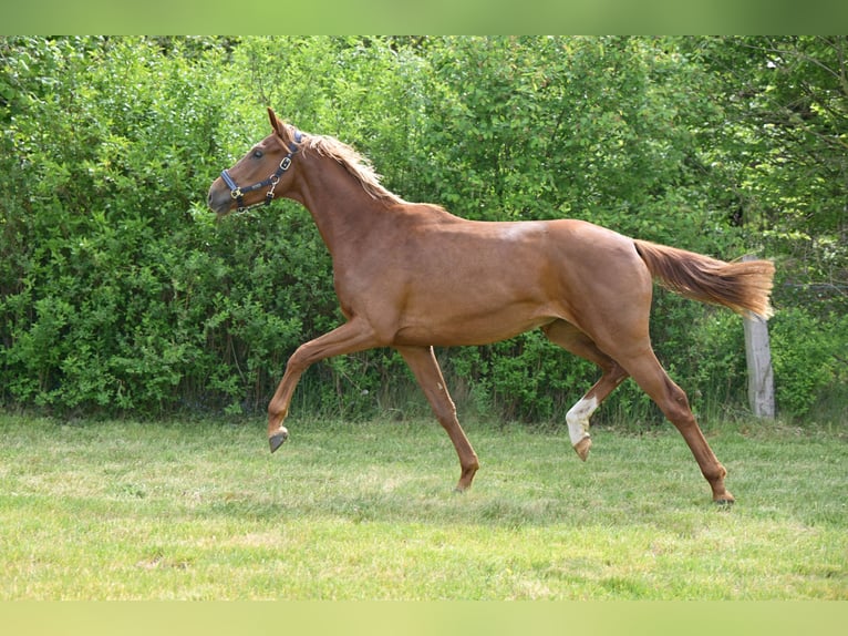 Cheval de sport allemand Jument 3 Ans Alezan brûlé in Schönwalde-Glien
