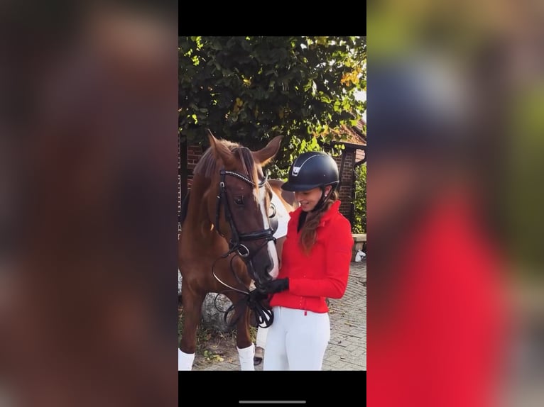 Cheval de sport allemand Jument 3 Ans Alezan in Lienen Cheval de sport allemand Jument 3 Ans Alezan in Lienen
