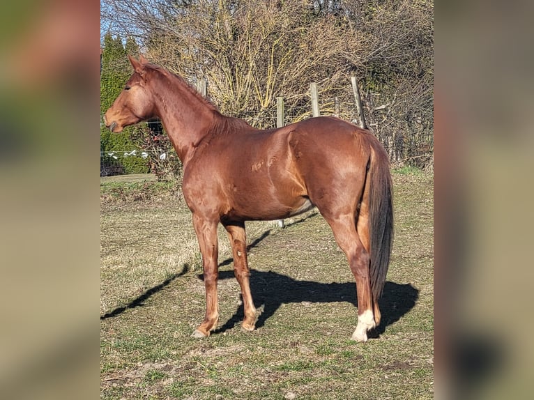 Cheval de sport allemand Jument 3 Ans Alezan in Potsdam