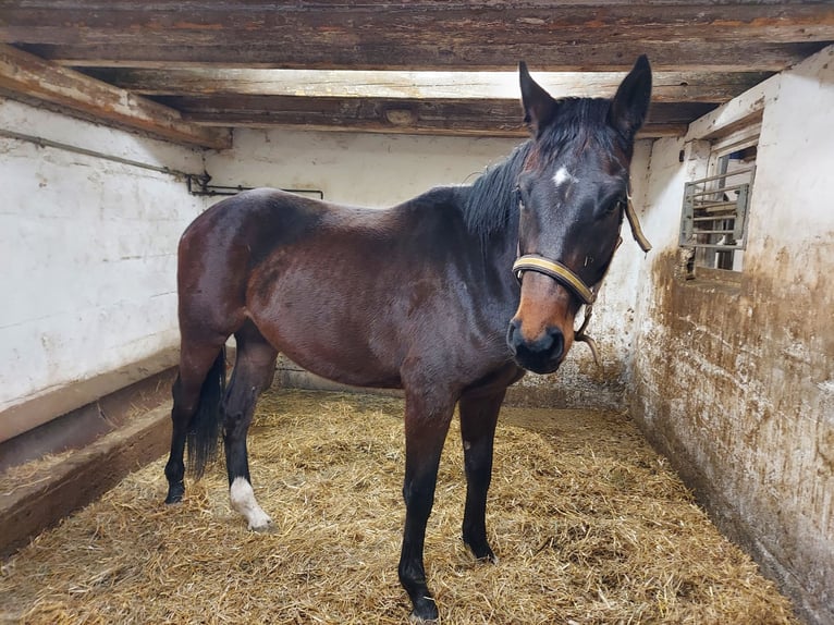 Cheval de sport allemand Jument 3 Ans Bai brun foncé in Calw