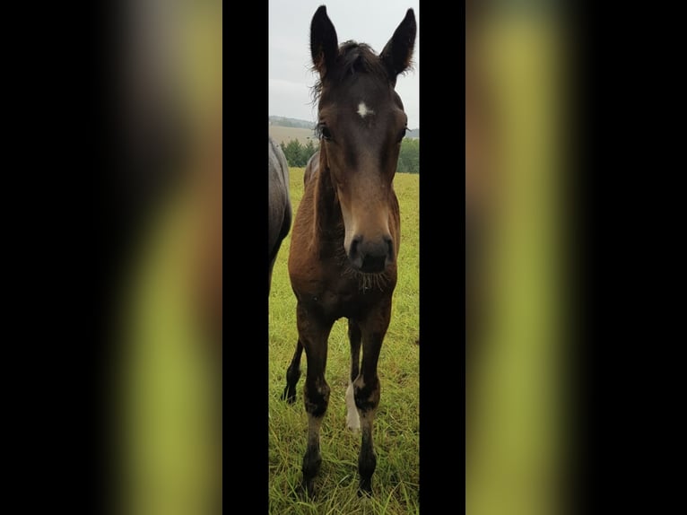 Cheval de sport allemand Jument 3 Ans Bai brun foncé in Calw