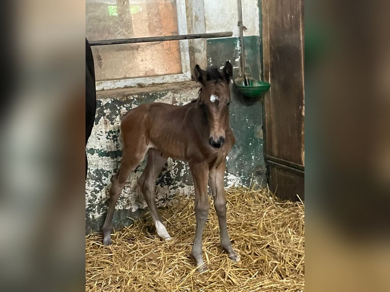 Cheval de sport allemand Jument 3 Ans Bai brun foncé in Calw