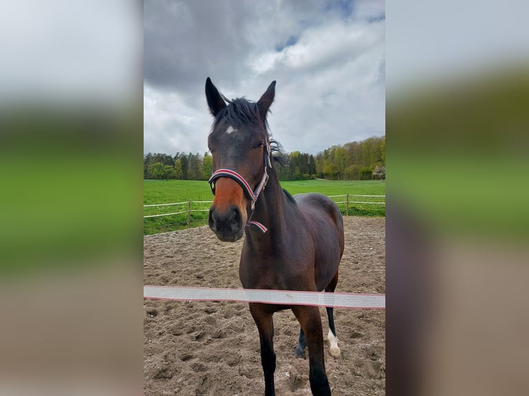 Cheval de sport allemand Jument 3 Ans Bai brun foncé in Calw