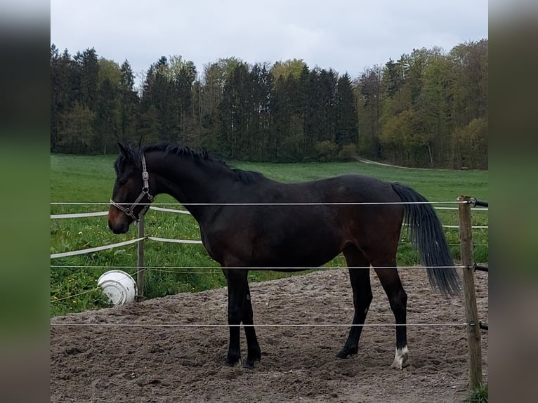 Cheval de sport allemand Jument 3 Ans Bai brun foncé in Calw