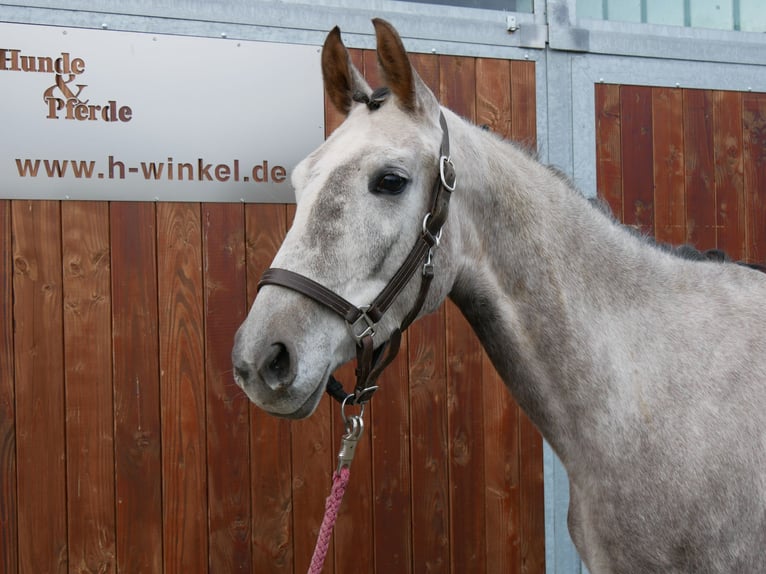 Cheval de sport allemand Jument 4 Ans 150 cm Gris in Dorsten Cheval de sport allemand Jument 4 Ans 150 cm Gris in Dorsten