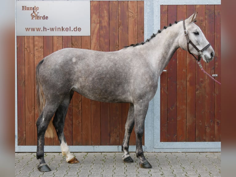 Cheval de sport allemand Jument 4 Ans 150 cm Gris in Dorsten Cheval de sport allemand Jument 4 Ans 150 cm Gris in Dorsten