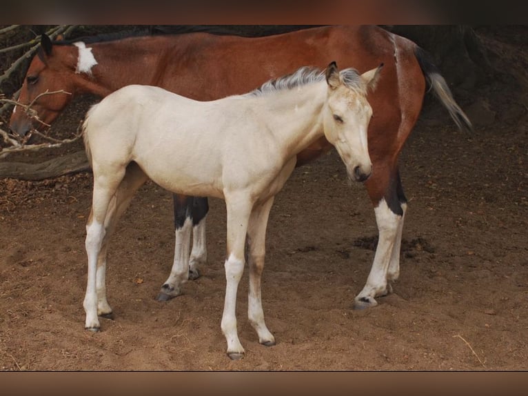Cheval de sport allemand Jument 4 Ans 152 cm Buckskin in Wetter