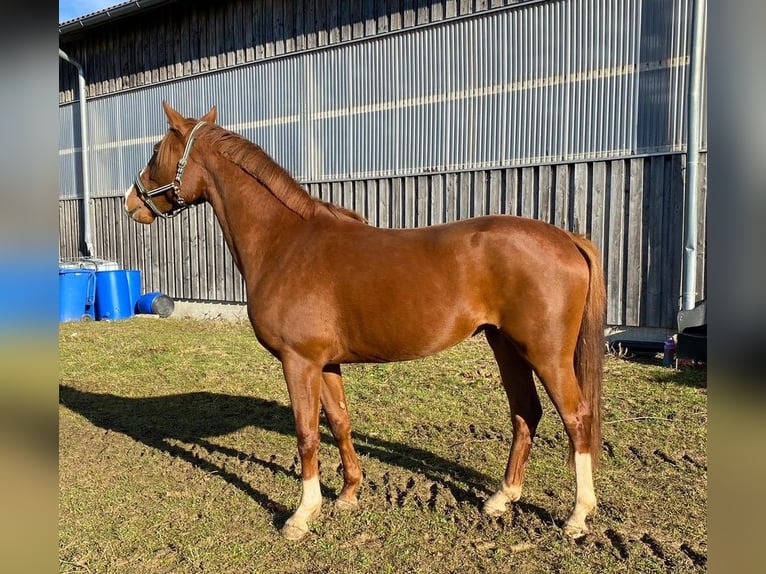 Cheval de sport allemand Jument 4 Ans 155 cm Alezan in Wehr