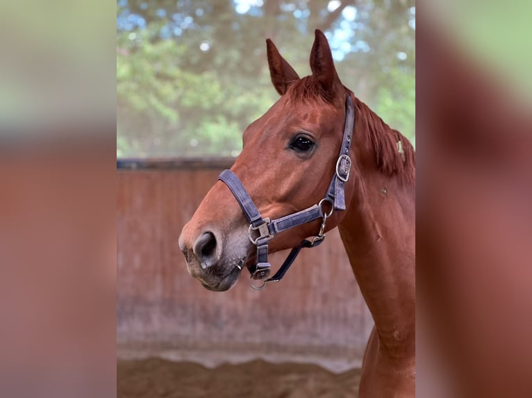 Cheval de sport allemand Jument 4 Ans 155 cm Alezan in Neuching