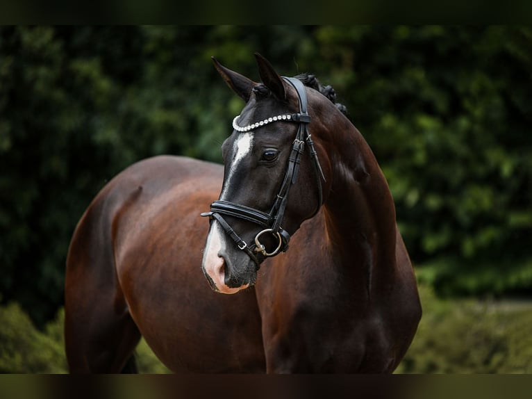 Cheval de sport allemand Jument 4 Ans 156 cm Bai brun foncé in Riedstadt