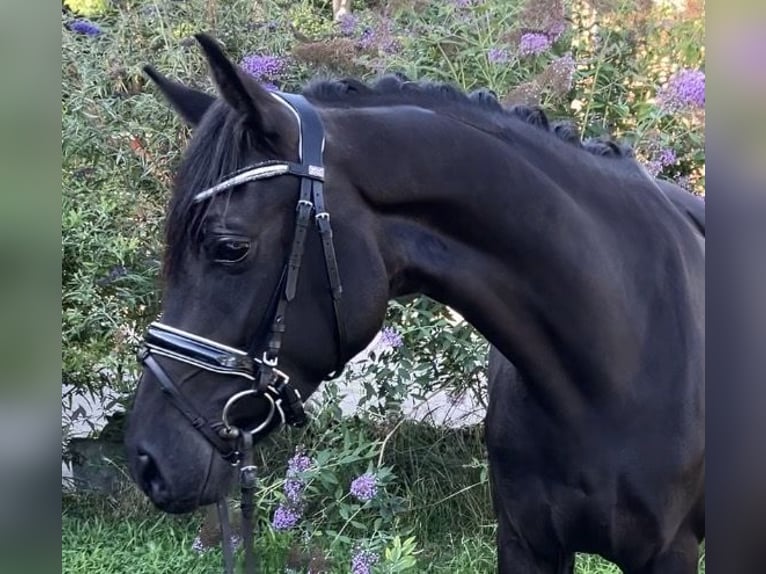 Cheval de sport allemand Jument 4 Ans 157 cm Noir in Rochau