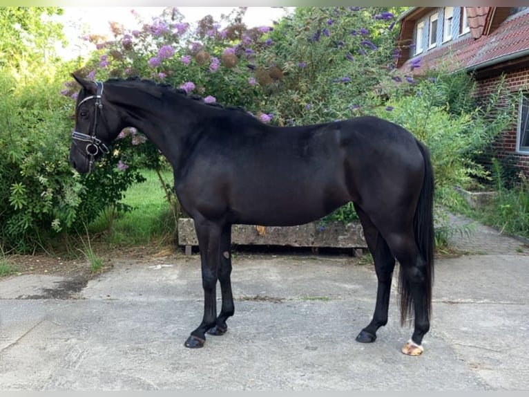 Cheval de sport allemand Jument 4 Ans 157 cm Noir in Rochau