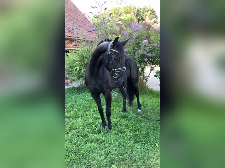 Cheval de sport allemand Jument 4 Ans 157 cm Noir in Rochau