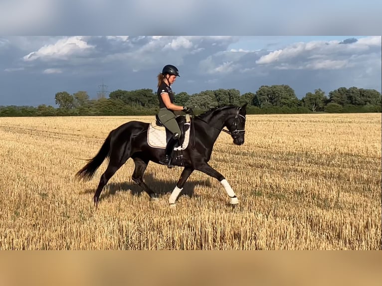 Cheval de sport allemand Jument 4 Ans 157 cm Noir in Rochau