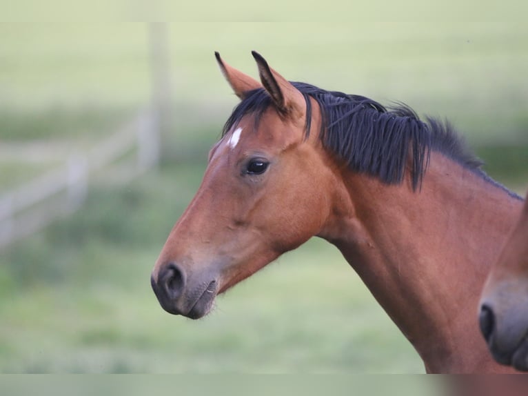 Cheval de sport allemand Jument 4 Ans 158 cm in Au in der Hallertau