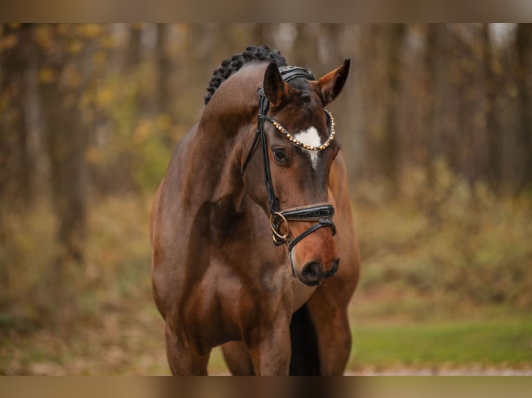 Cheval de sport allemand Jument 4 Ans 160 cm Bai brun in Wehringen