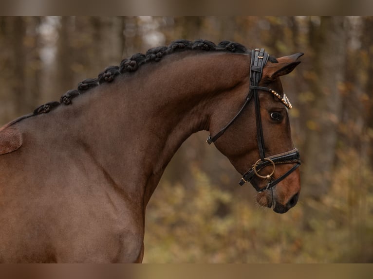 Cheval de sport allemand Jument 4 Ans 160 cm Bai brun in Wehringen