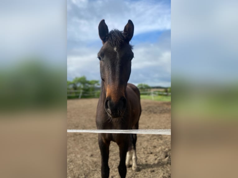 Cheval de sport allemand Jument 4 Ans 160 cm Bai brun in Zeulenroda - Triebes