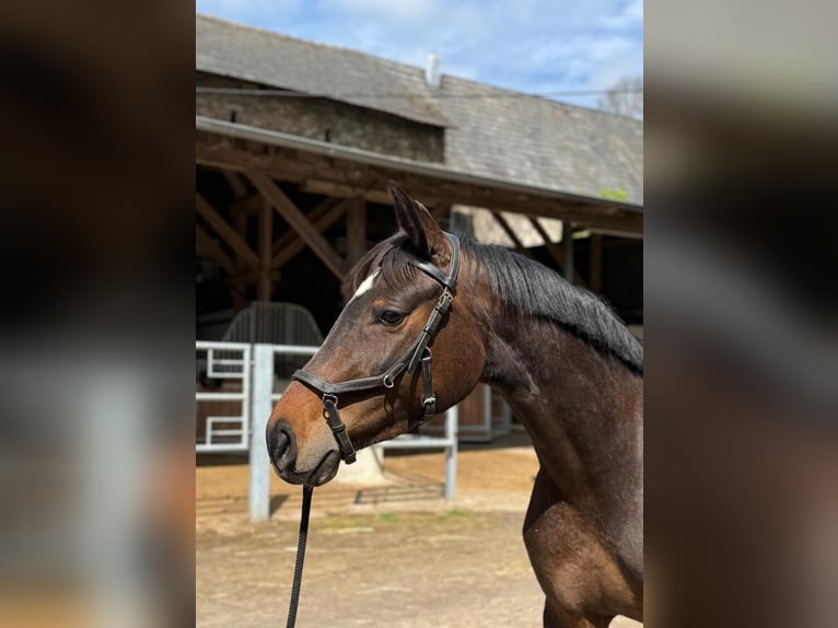 Cheval de sport allemand Jument 4 Ans 160 cm Bai in Neuwied