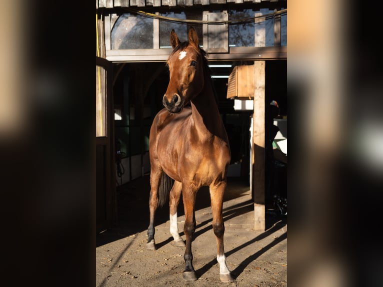 Cheval de sport allemand Jument 4 Ans 160 cm Bai in Schloß Holte-Stukenbrock