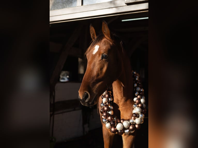 Cheval de sport allemand Jument 4 Ans 160 cm Bai in Schloß Holte-Stukenbrock