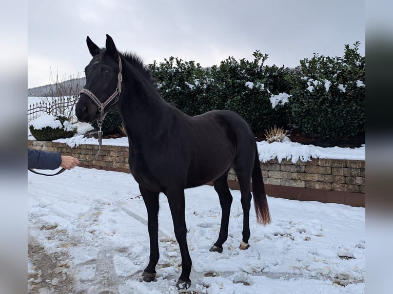 Cheval de sport allemand Jument 4 Ans 161 cm Noir in Seesen