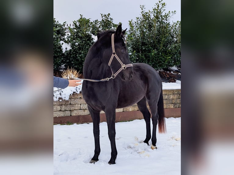 Cheval de sport allemand Jument 4 Ans 161 cm Noir in Seesen