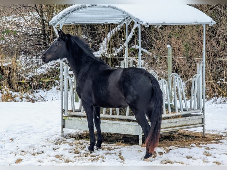 Cheval de sport allemand Jument 4 Ans 161 cm Noir in Seesen