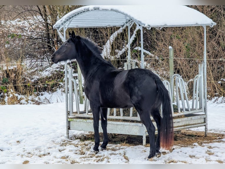 Cheval de sport allemand Jument 4 Ans 161 cm Noir in Seesen