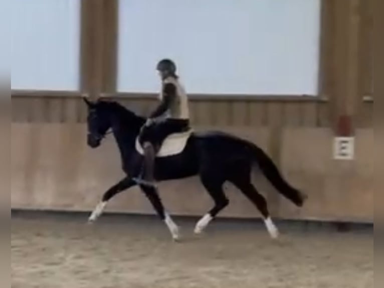 Cheval de sport allemand Jument 4 Ans 162 cm Noir in Pfaffenhofen Weilet