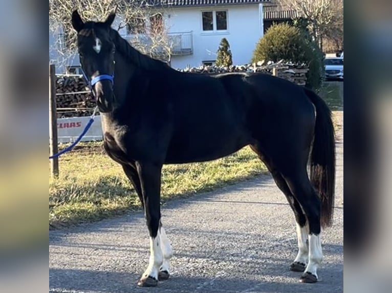 Cheval de sport allemand Jument 4 Ans 162 cm Noir in Pfaffenhofen Weilet