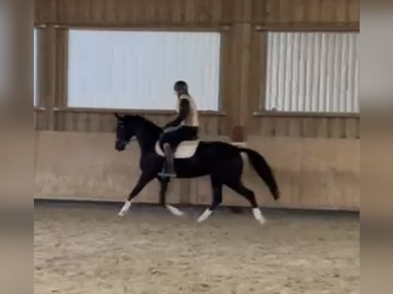 Cheval de sport allemand Jument 4 Ans 162 cm Noir in Pfaffenhofen Weilet