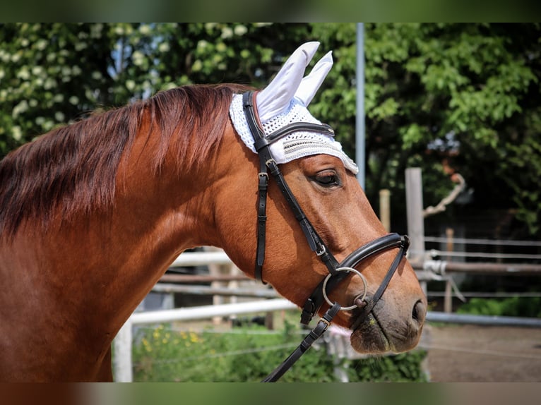 Cheval de sport allemand Jument 4 Ans 163 cm Alezan in Kressbronn am Bodensee