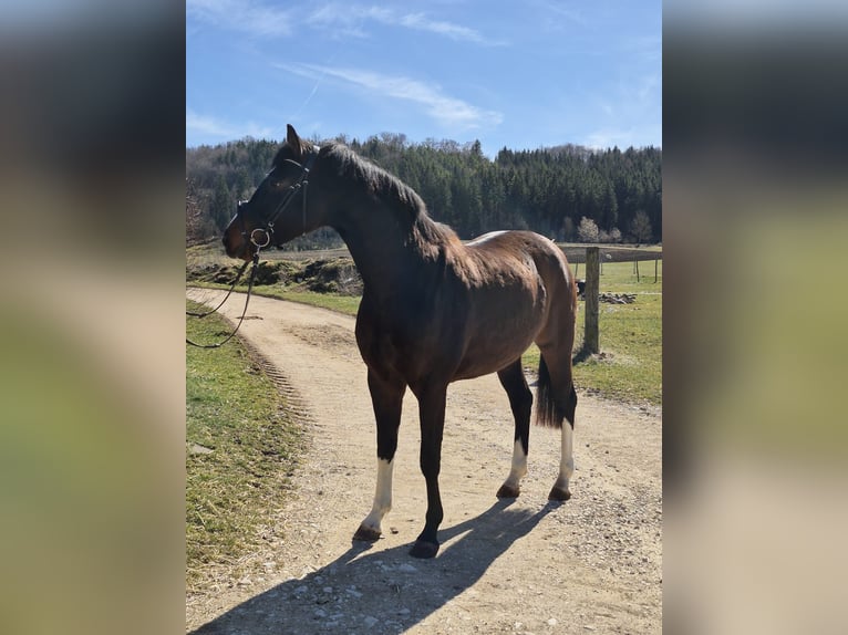 Cheval de sport allemand Jument 4 Ans 163 cm Bai brun in Münsingen