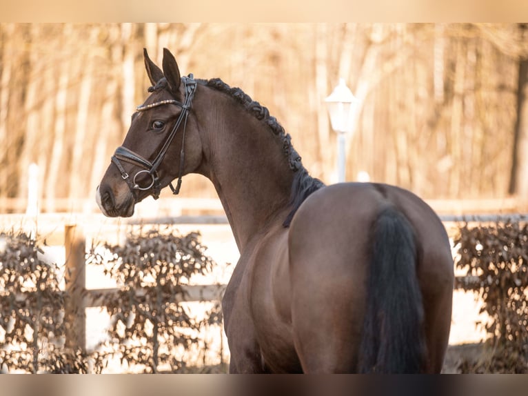 Cheval de sport allemand Jument 4 Ans 163 cm Bai brun in Wehringen