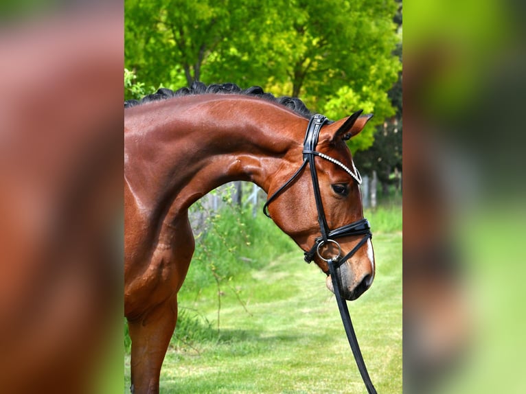 Cheval de sport allemand Jument 4 Ans 163 cm Bai in Kamern