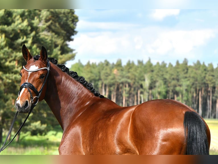 Cheval de sport allemand Jument 4 Ans 163 cm Bai in Kamern
