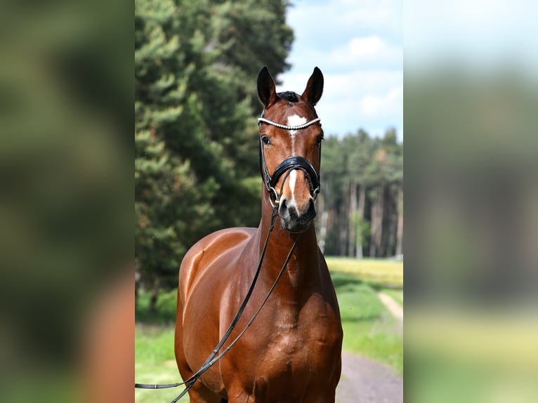 Cheval de sport allemand Jument 4 Ans 163 cm Bai in Kamern