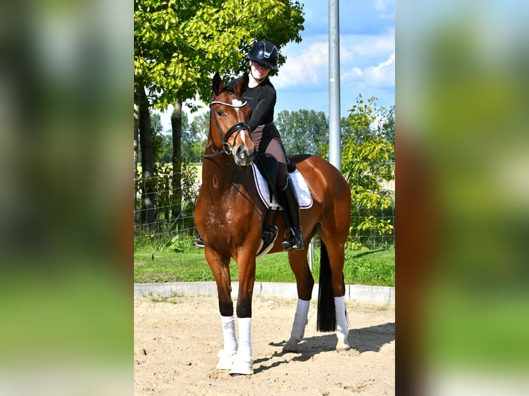 Cheval de sport allemand Jument 4 Ans 163 cm Bai in Kamern